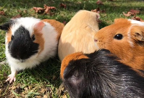 かわいい動物たちにふれよう!