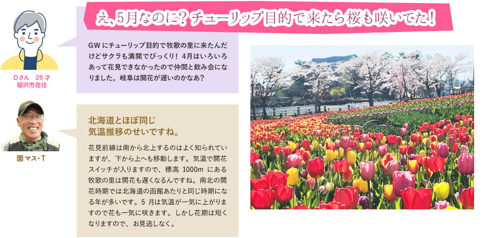 え、5月なのに?チューリップ目的で来たら桜も咲いてた!